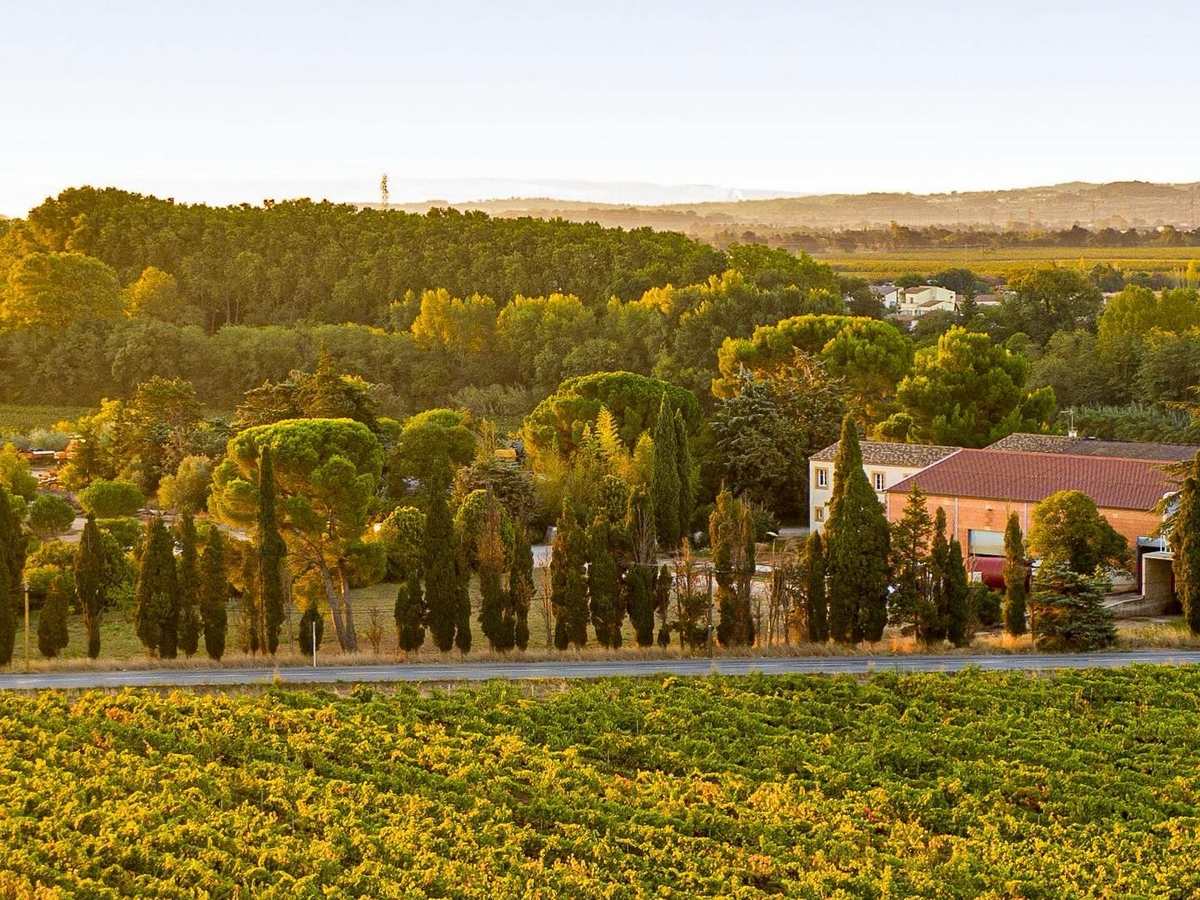 Pique-Nique Chez Les Vignerons Indépendants - Herbe Sainte