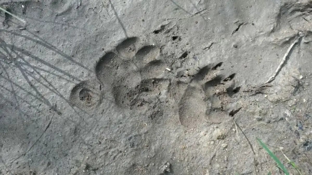 Pisteurs de la vie sauvage