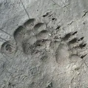 Pisteurs de la vie sauvage