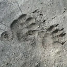 Pisteurs de la vie sauvage