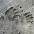 Pisteurs de la vie sauvage