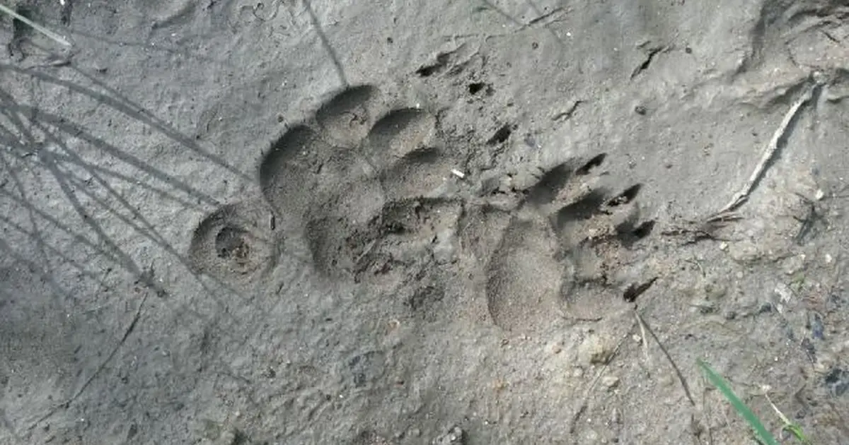 Pisteurs de la vie sauvage