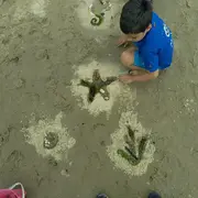 Plage, coquillages et farfouillage