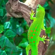 Planet Exotica : Billet d'entrée