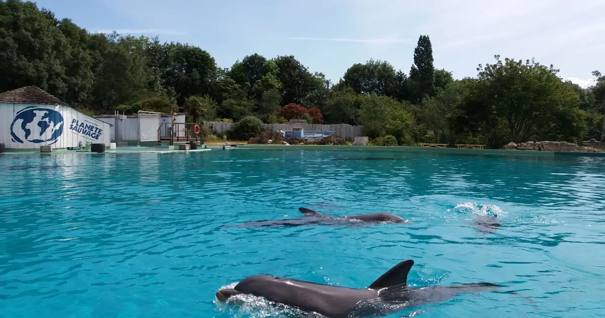 Les dauphins de Planète sauvage