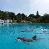 Les dauphins de Planète sauvage &copy; Georges Seguin (Okki), CC BY-SA 4.0, via Wikimedia Commons