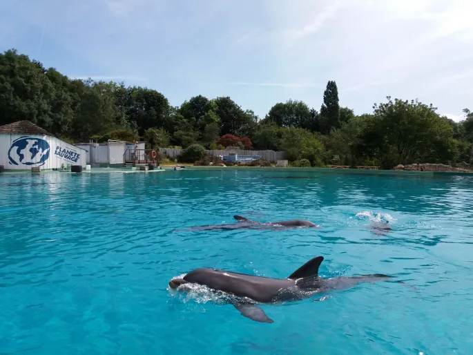 Les dauphins de Planète sauvage