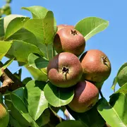 Plantation d'arbres fruitiers