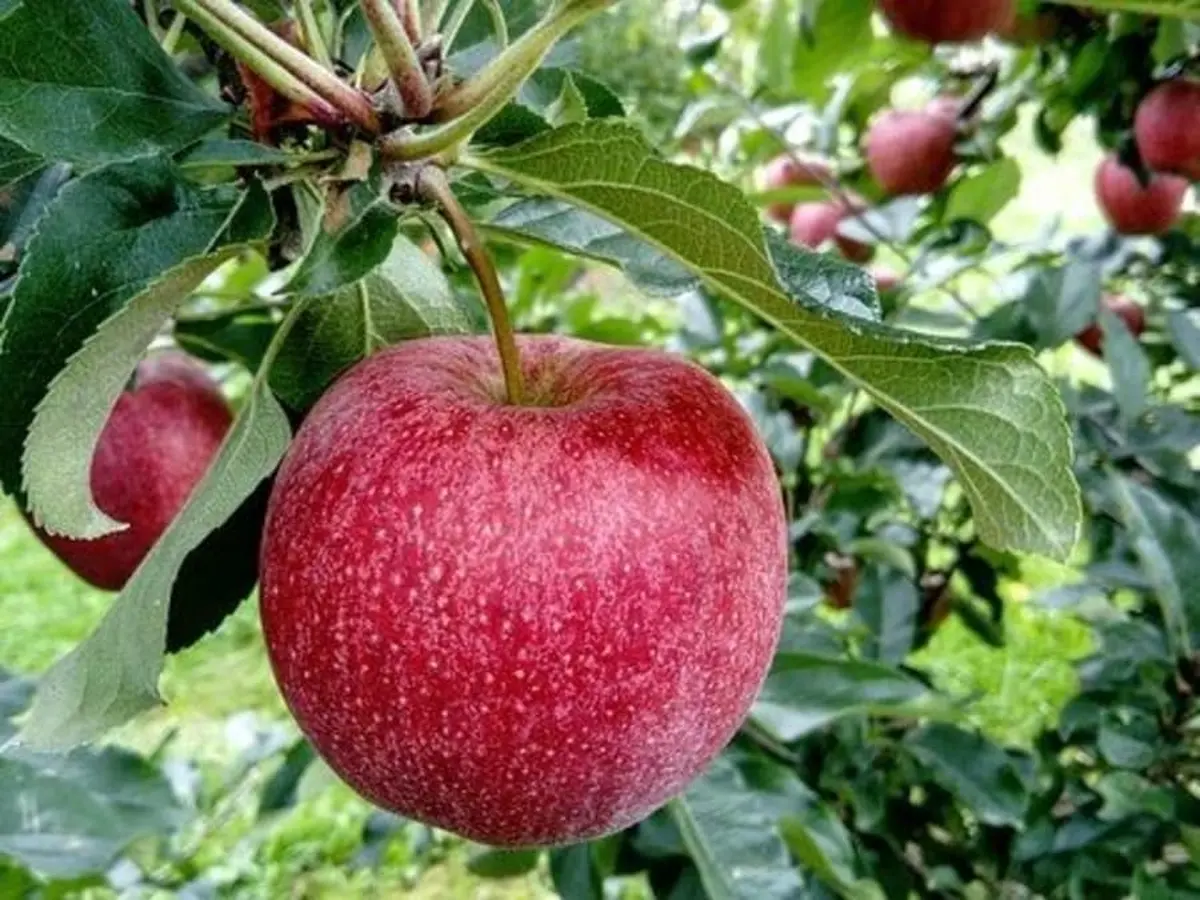 Plantation & entretien d’un arbre/fruitier, Truffaut Mérignac