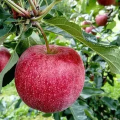 Plantation & entretien d’un arbre/fruitier, Truffaut Mérignac