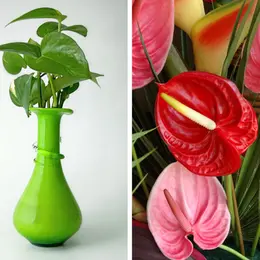 Plantes et Fleurs : Des plantes d'intérieur contre la pollution