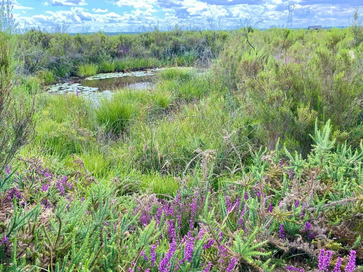 Plantes comestibles et médicinales