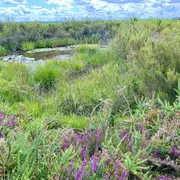 Plantes comestibles et médicinales