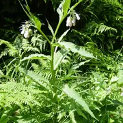Plantes comestibles et médicinales à Hambye