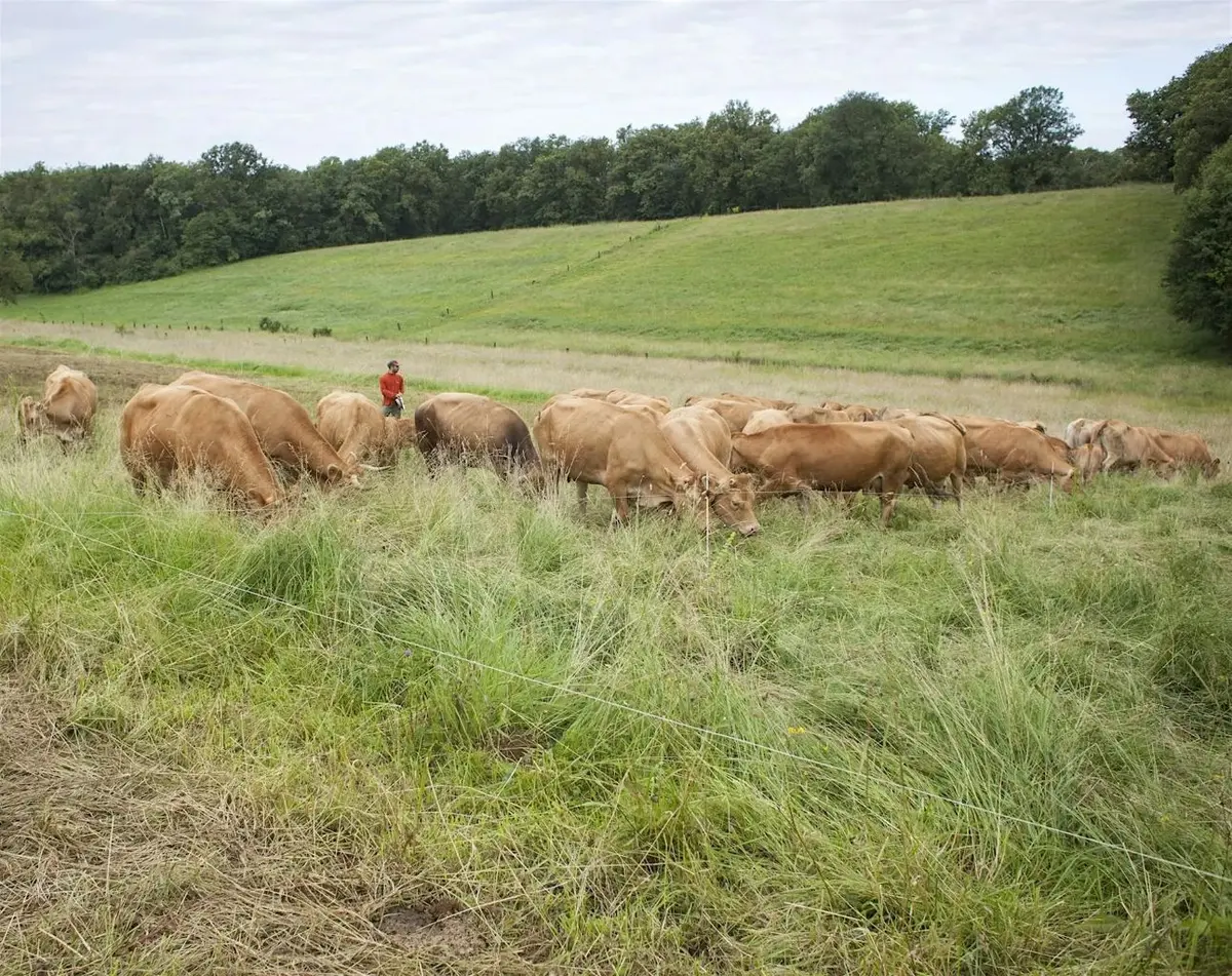 Plantes et Cie : le pâturage régénératif à Saint-Cirgues
