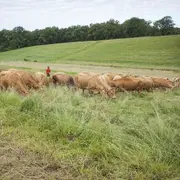 Plantes et Cie : le pâturage régénératif à Saint-Cirgues