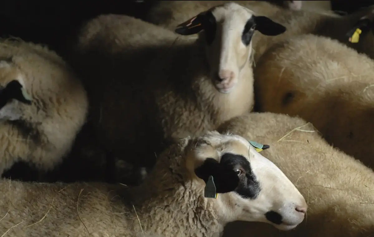 Plantes et Cie : marche avec les brebis à Gorses