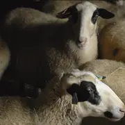 Plantes et Cie : marche avec les brebis à Gorses