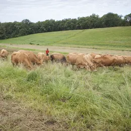 Plantes et Cie : pastoralisme et protohistoire