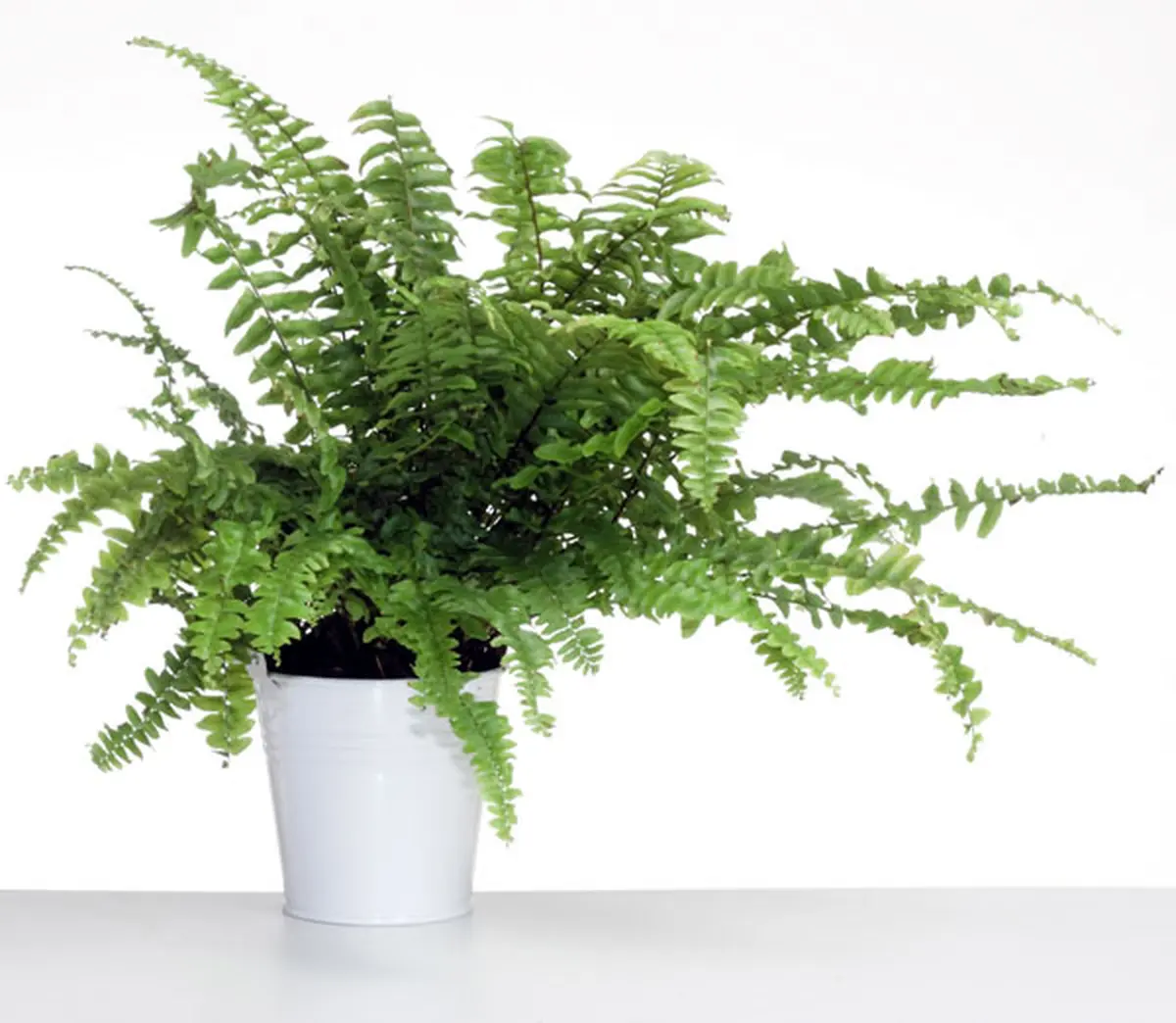 Plantes et fleurs : quelques championnes de la dépollution