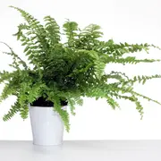 Plantes et fleurs : quelques championnes de la dépollution