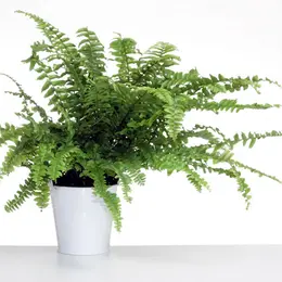 Plantes et fleurs : quelques championnes de la dépollution