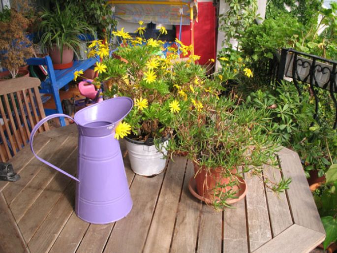 Plantes et fleurs sur mon balcon ou ma terrasse 
