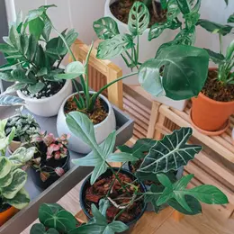 Plantes et mémoires connectées