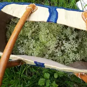 Plantes sauvages comestibles