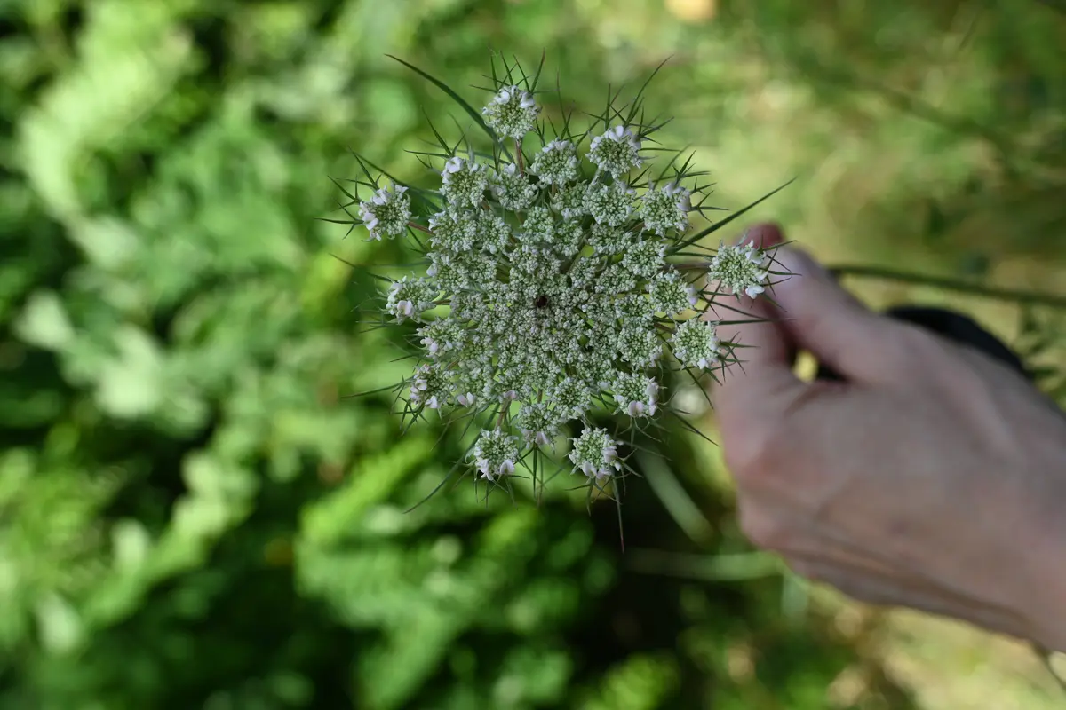 Plantes sauvages comestibles à Baulette