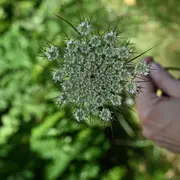 Plantes sauvages comestibles à Baulette