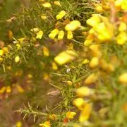 Plantes utiles au quotidien