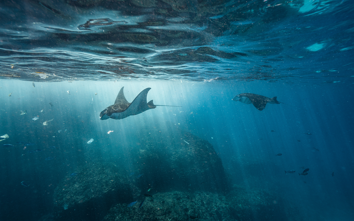 Plastiques, des acteurs essentiels de la crise écologique globale