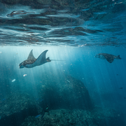 Plastiques, des acteurs essentiels de la crise écologique globale