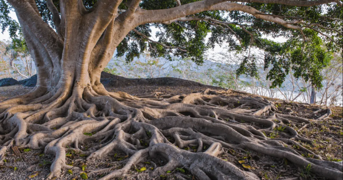 Playlist Arbres et nature