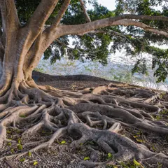 Playlist Arbres et nature