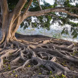 Playlist Arbres et nature