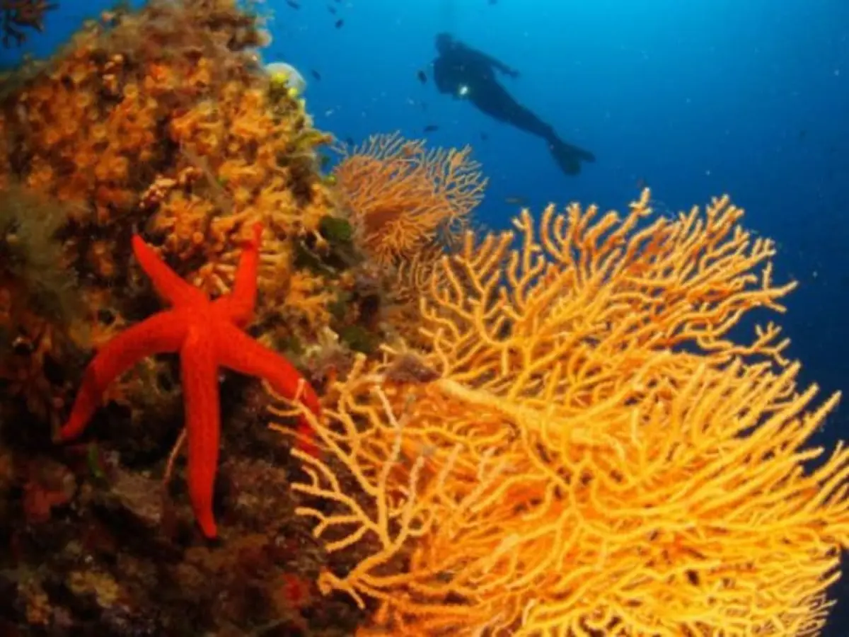 Plongée d'exploration à Fréjus (83)