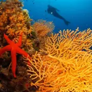 Plongée d'exploration à Fréjus (83)