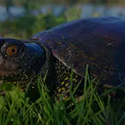 Plongée dans le monde des Cistudes d’Europe