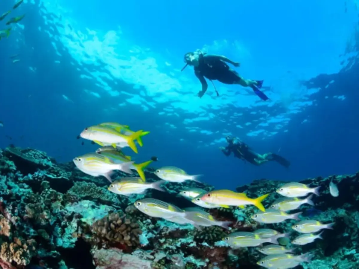 Plongée sur la barrière de corail de la Réunion depuis Saint-Leu