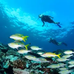 Plongée sur la barrière de corail de la Réunion depuis Saint-Leu