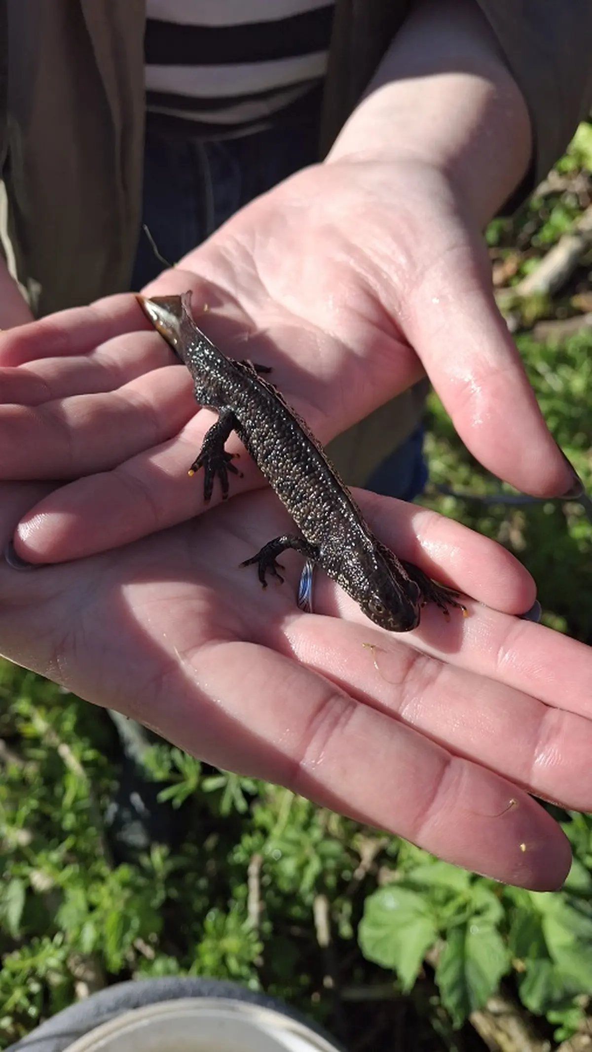 Plongeon dans la mare