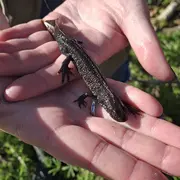 Plongeon dans la mare
