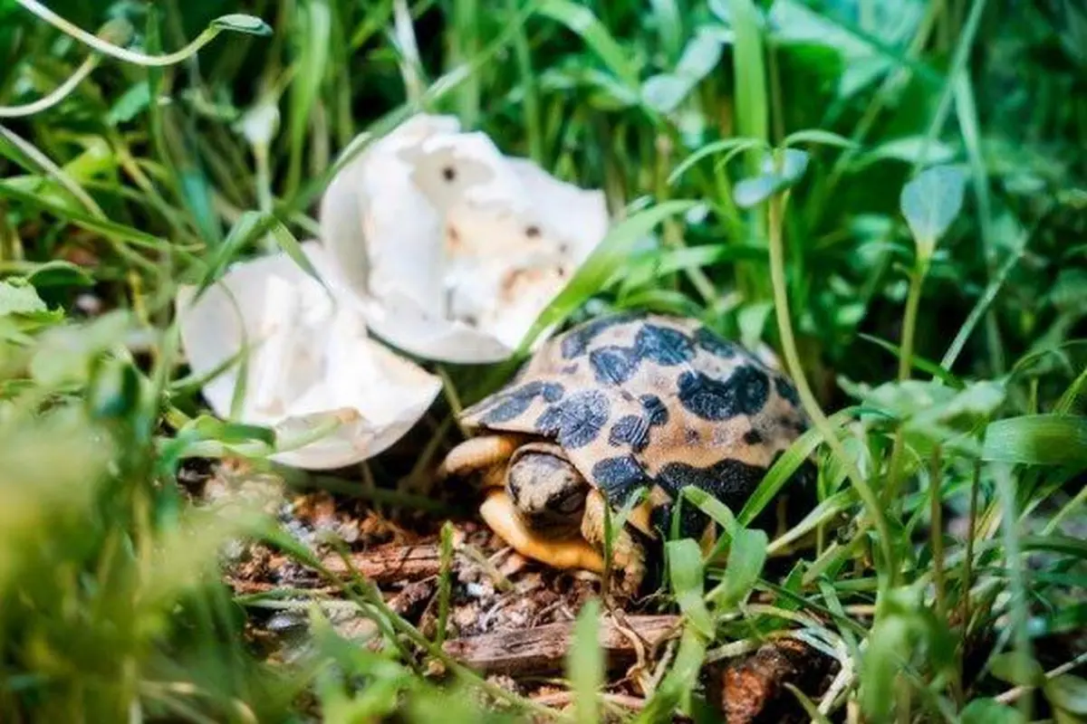 Plus de 20 naissances au zoo de Mulhouse ce printemps : des espèces rarissimes voient le jour dans le Haut-Rhin
