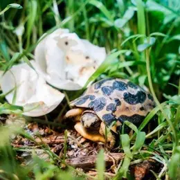 Plus de 20 naissances au zoo de Mulhouse ce printemps : des espèces rarissimes voient le jour dans le Haut-Rhin