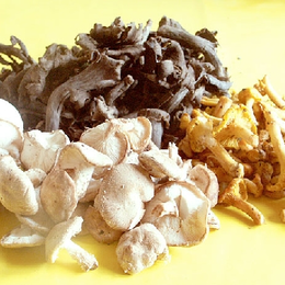 Poêlée de champignons