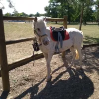 Un poney prêt à partir en balade au Poney Parc&nbsp;! &copy; Ecurie du Poney Parc, via Facebook