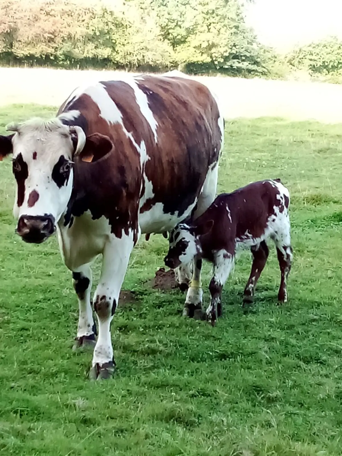 Porte ouverte de la ferme laitiere et cidricole