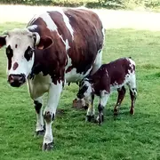 Porte ouverte de la ferme laitiere et cidricole
